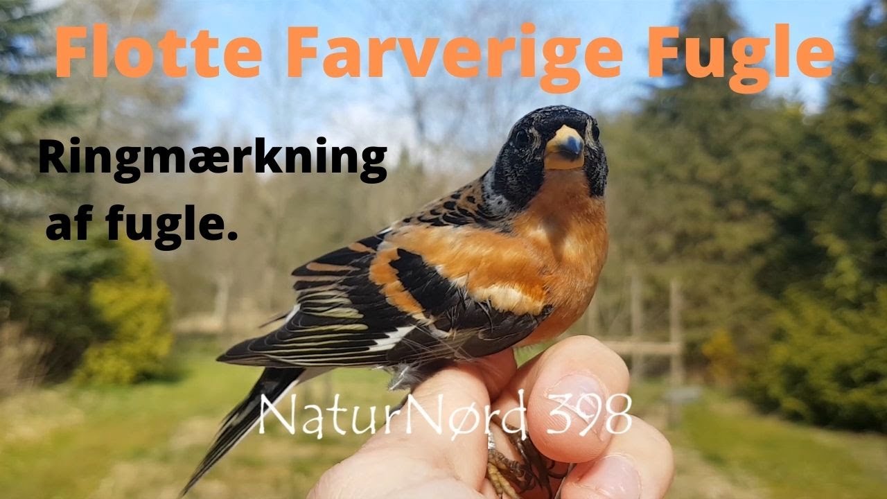 NaturNørd 398. Fanger en masse flotte fugle i haven.