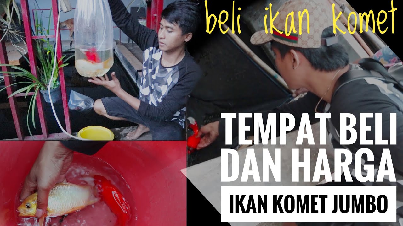 Beli ikan komet jumbo di tempat budidaya ikan koi kota batu