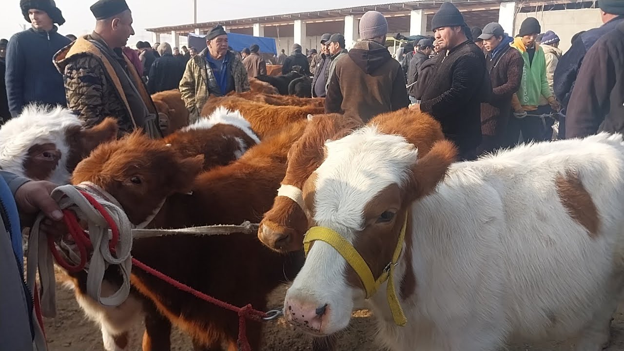 18.02.2026 ГУНОЖИНЛАРНИ ЗУРЛАРИ ЧИКДИ КАРШИ КАРВОН МОЛ БОЗОРИГА 