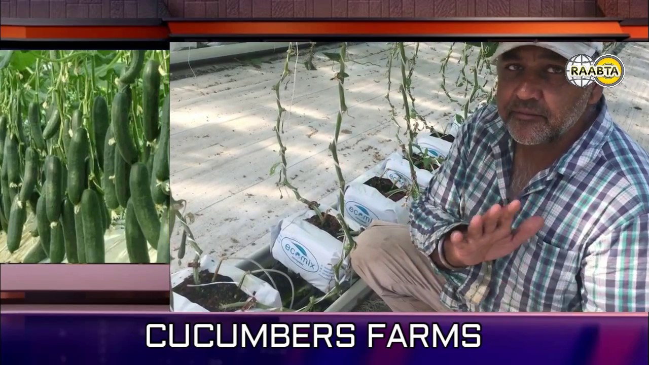 Woolgoolga Farming State || Punjabi Farmer Australia || Growing techniques Blueberry & Cucumber