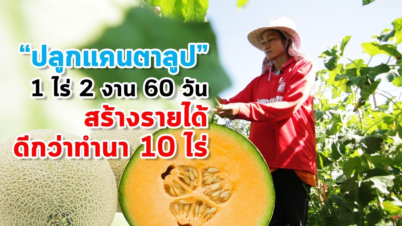 ปลูกแคนตาลูป 1 ไร่ 2 งาน  ปลูก 60 วัน สร้างรายได้ดีกว่าทำนา 10 ไร่