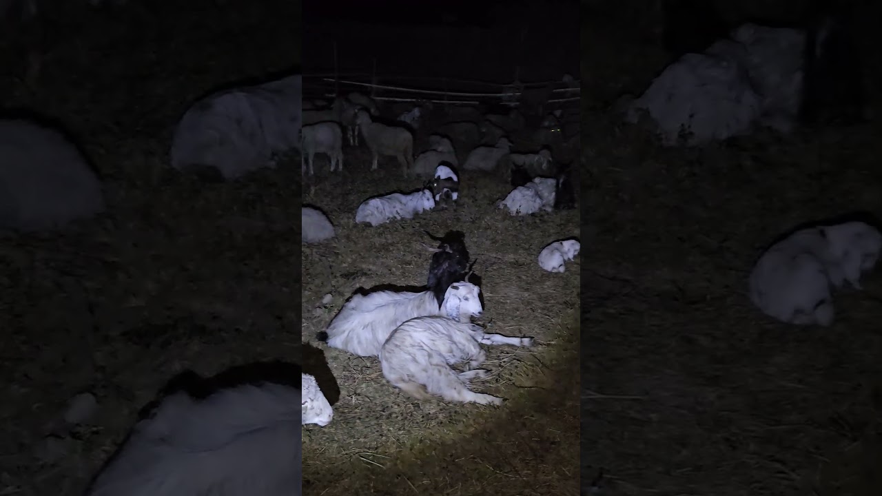 Night camping with Nomadic Shepherd's in EXTREME COLD WEATHER