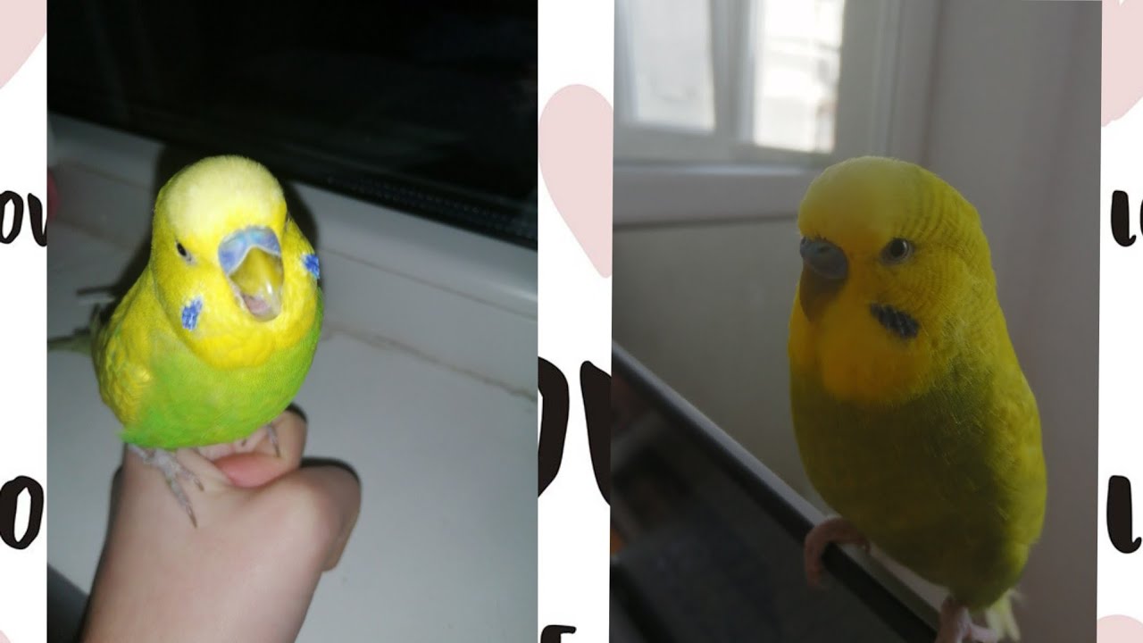 Bolile perusilor| Cum putem evita imbolnavirea lor?| Ce fel de boli exixta?