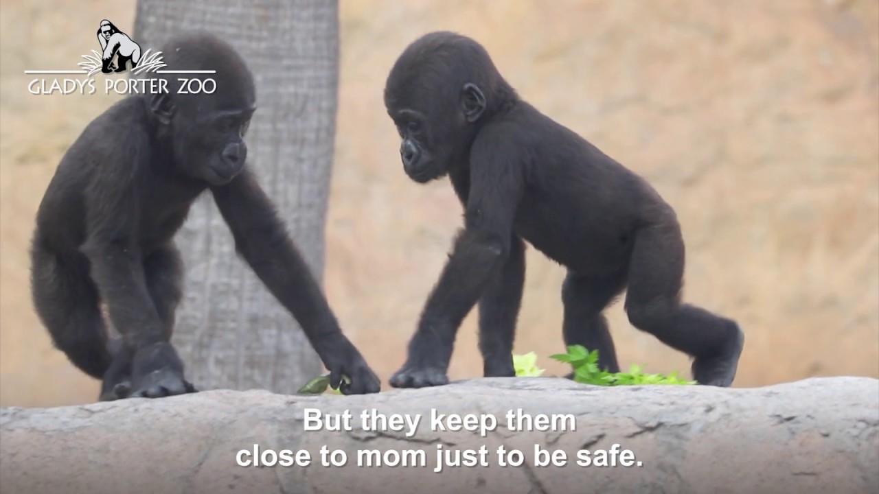 Western lowland gorillas