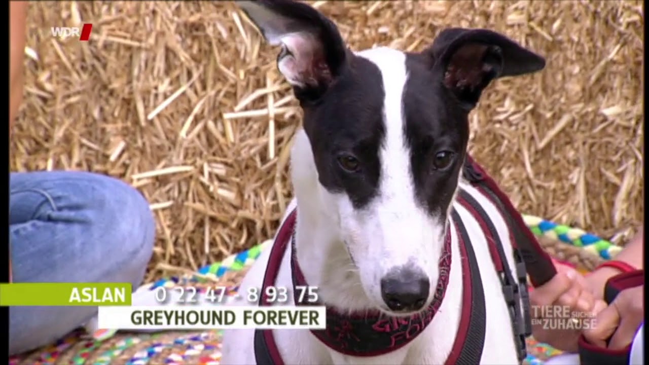 WDR Tiere suchen ein Zuhause 15.07.2018