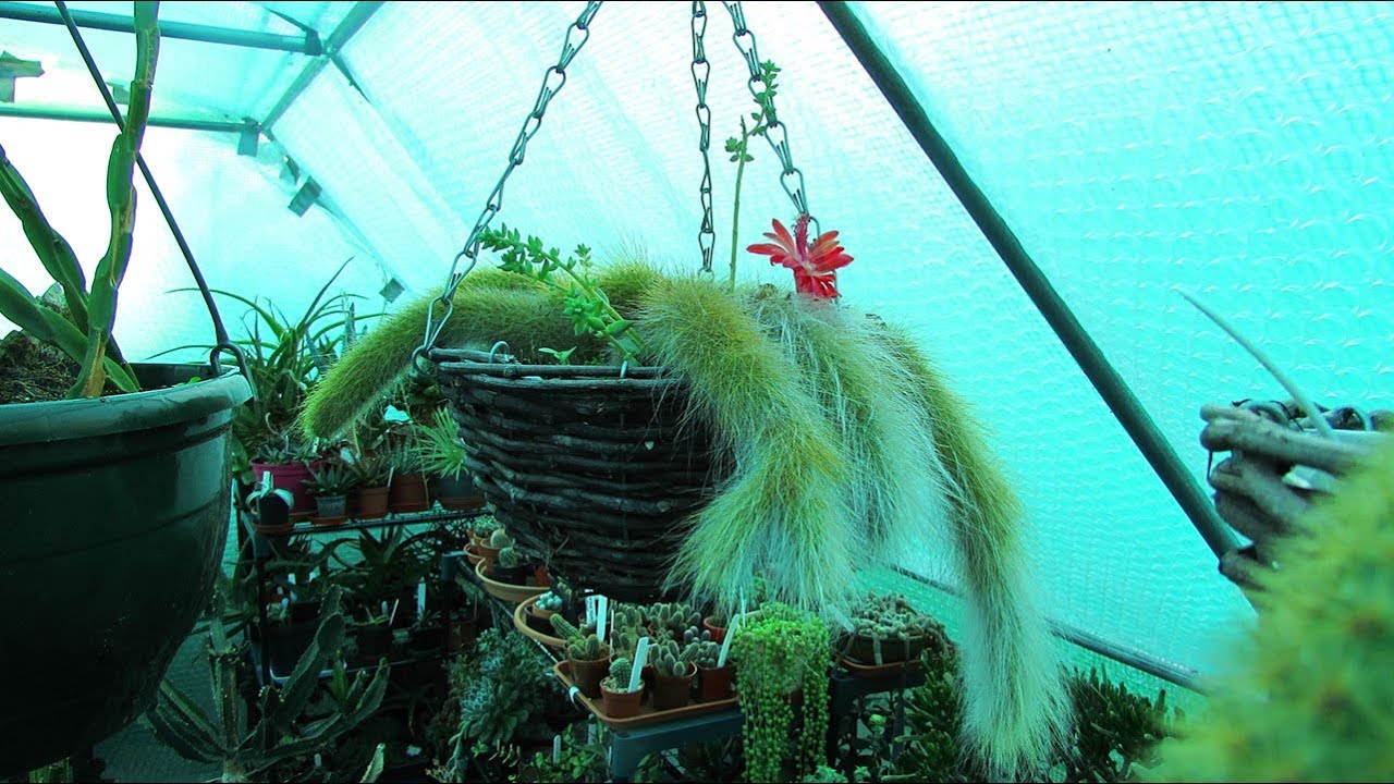 My Cleistocactus colademononis ' The Monkey's Tail' Cactus in beautiful bloom