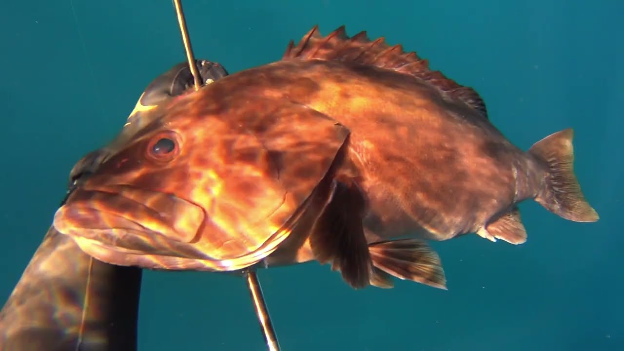 🔱ΨΑΡΟΝΤΟΥΦΕΚΟ ΤΟ ΦΘΙΝΟΠΩΡΟ🔱SPEARFISHING IN AUTUMN🔱SPEARFISHING SAKIS TSONIS