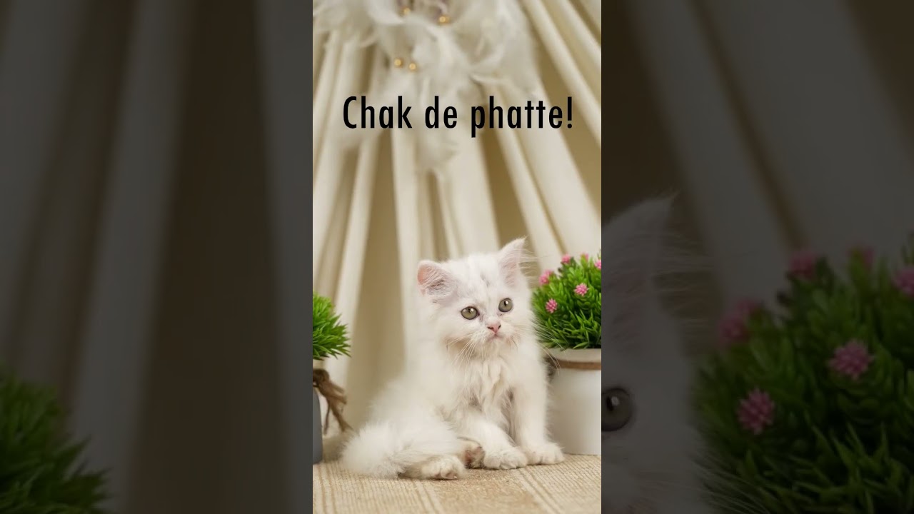 Purri ninja in action💫. Meow-jutsu in my paw. Cat-tastic furry skills. Watch out!🐾 #catvideo #purri