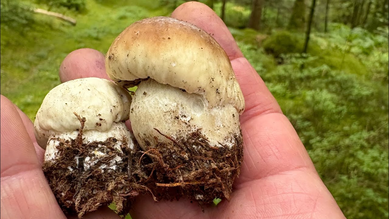 Prospection du 6/8/25 - premiers boletus edulis et autres espèces