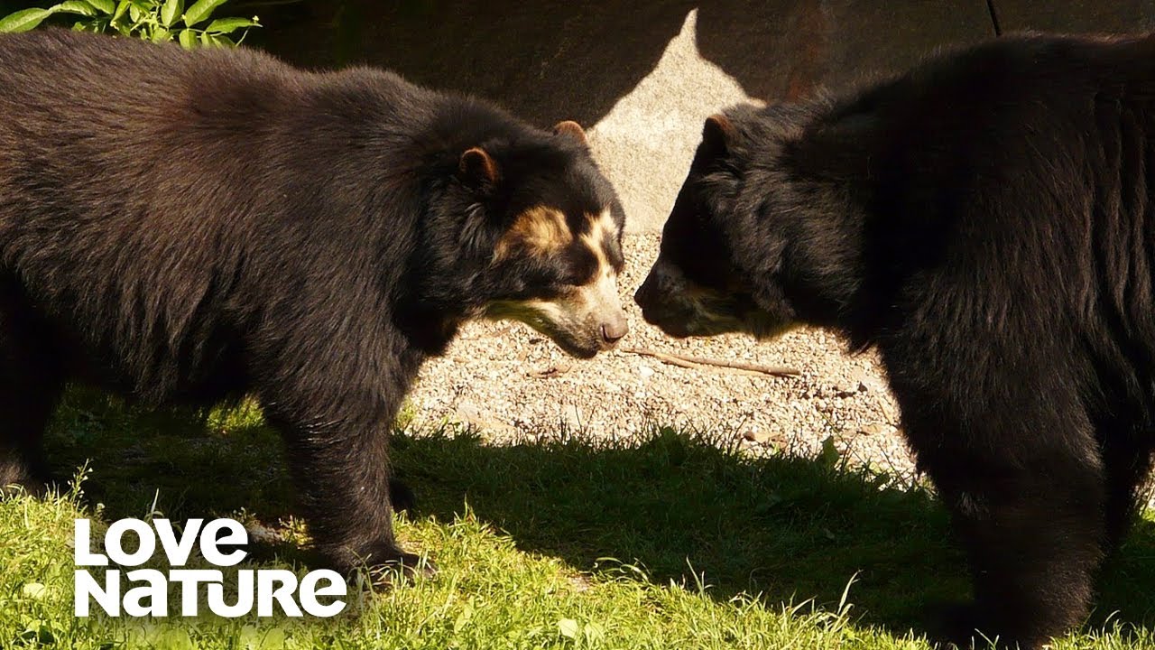 Spectacled Bear Tries to Woo a Potential Mate | Love Nature