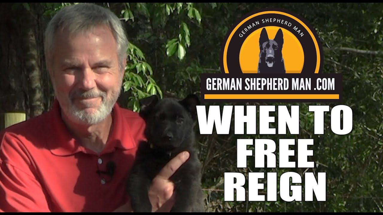 When to give your puppy Free Reign in the home...