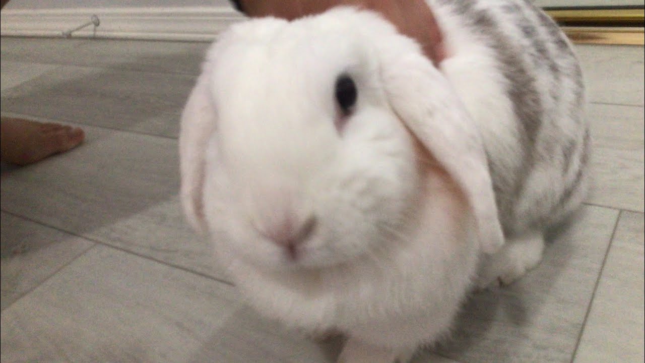 New vid