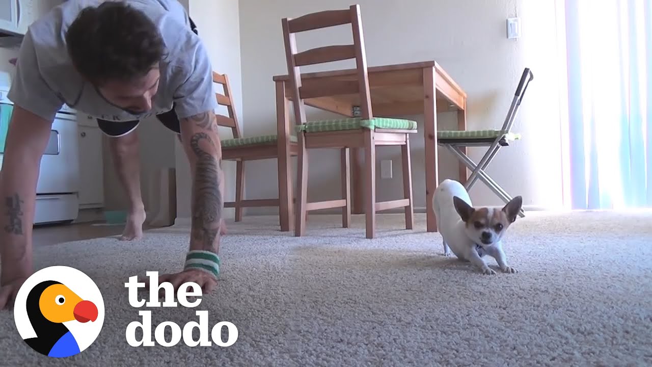Dog Copies Every Single Yoga Pose His Dad Does | The Dodo