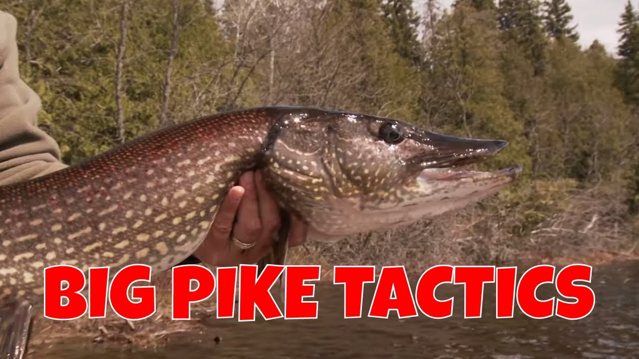 Big Pike Tactics On A Fly