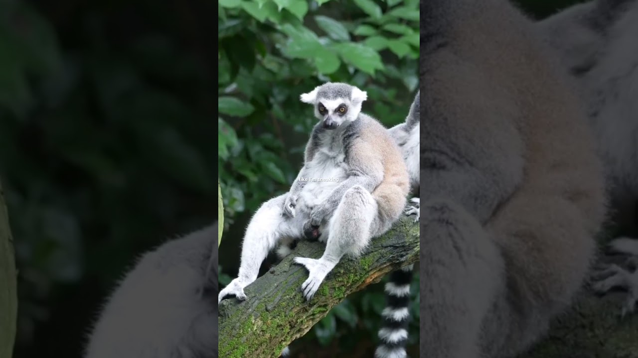 Night Ghost 👻 of Madagascar 🇲🇬: Aye-Aye Uncovered