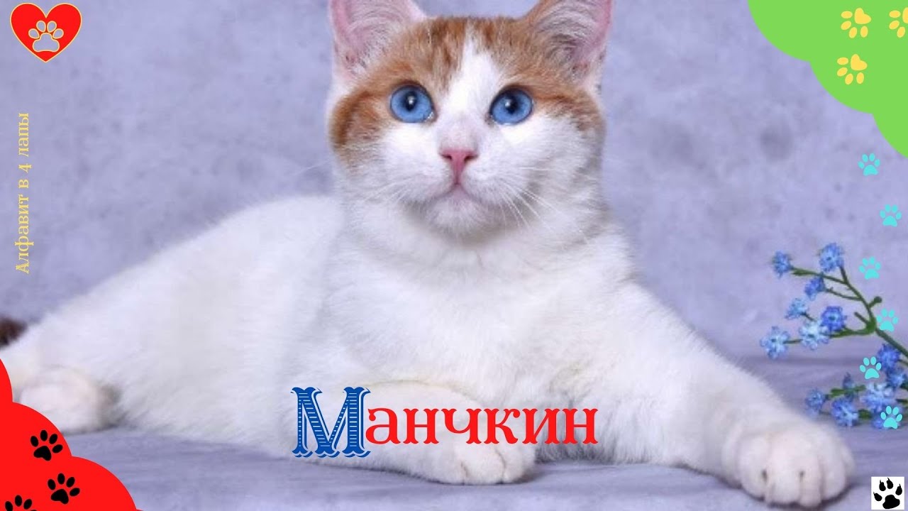 Алфавит в 4 лапы/М: Манчкин/Миниатюрная порода домашней кошки/Все о Манчкинах.