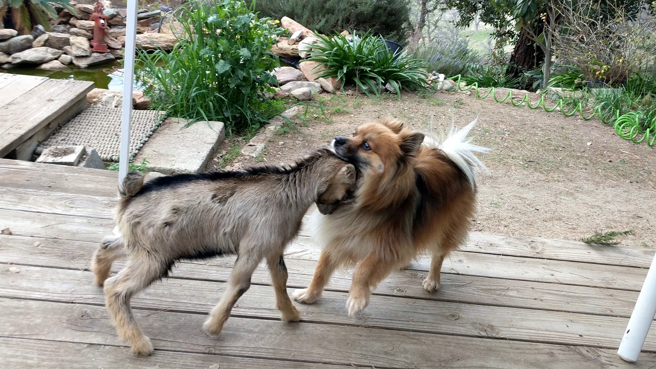 Baby Goat Headbutts Dog