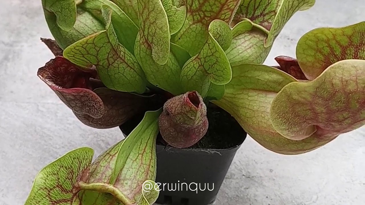 Sarracenia Purpurea