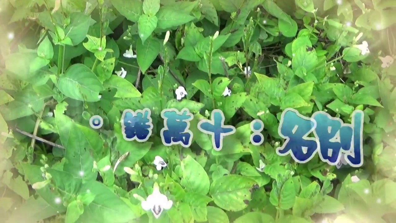 台灣. 中國藥用植物學會 介紹藥用植物 及民間常用青草藥   小花寬葉馬偕花   別名：十萬錯。
