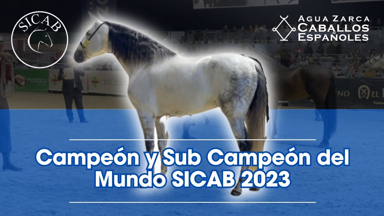 Los 6 Mejores Caballos de Pura Raza Española del Mundo en 2023