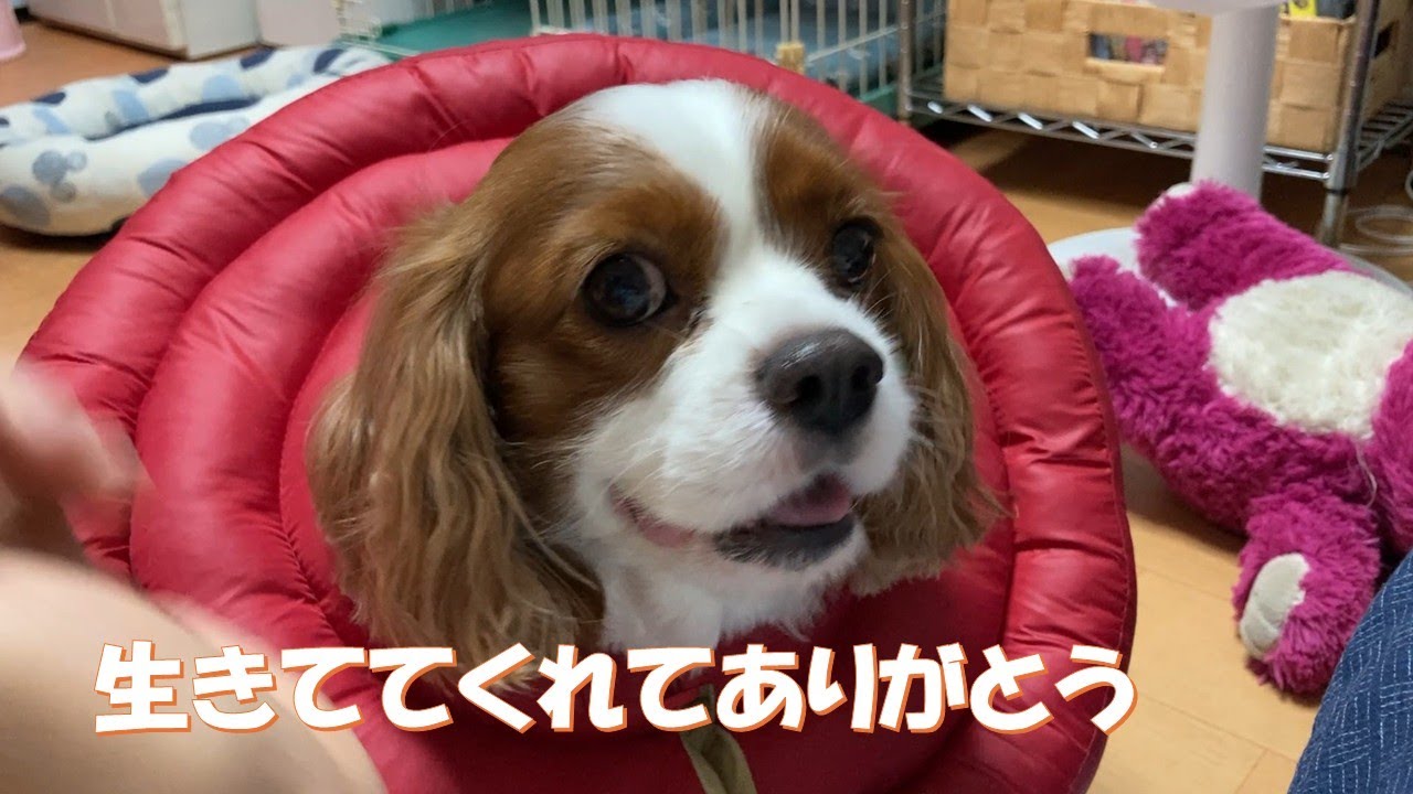 ちょこっと日常　生きててくれてありがとう