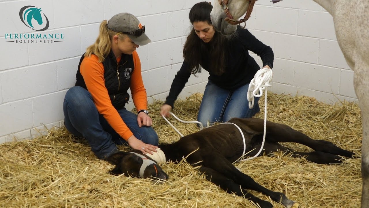 Madigan Squeeze on Neonatal Mal-Adjusted Red Bag Foal