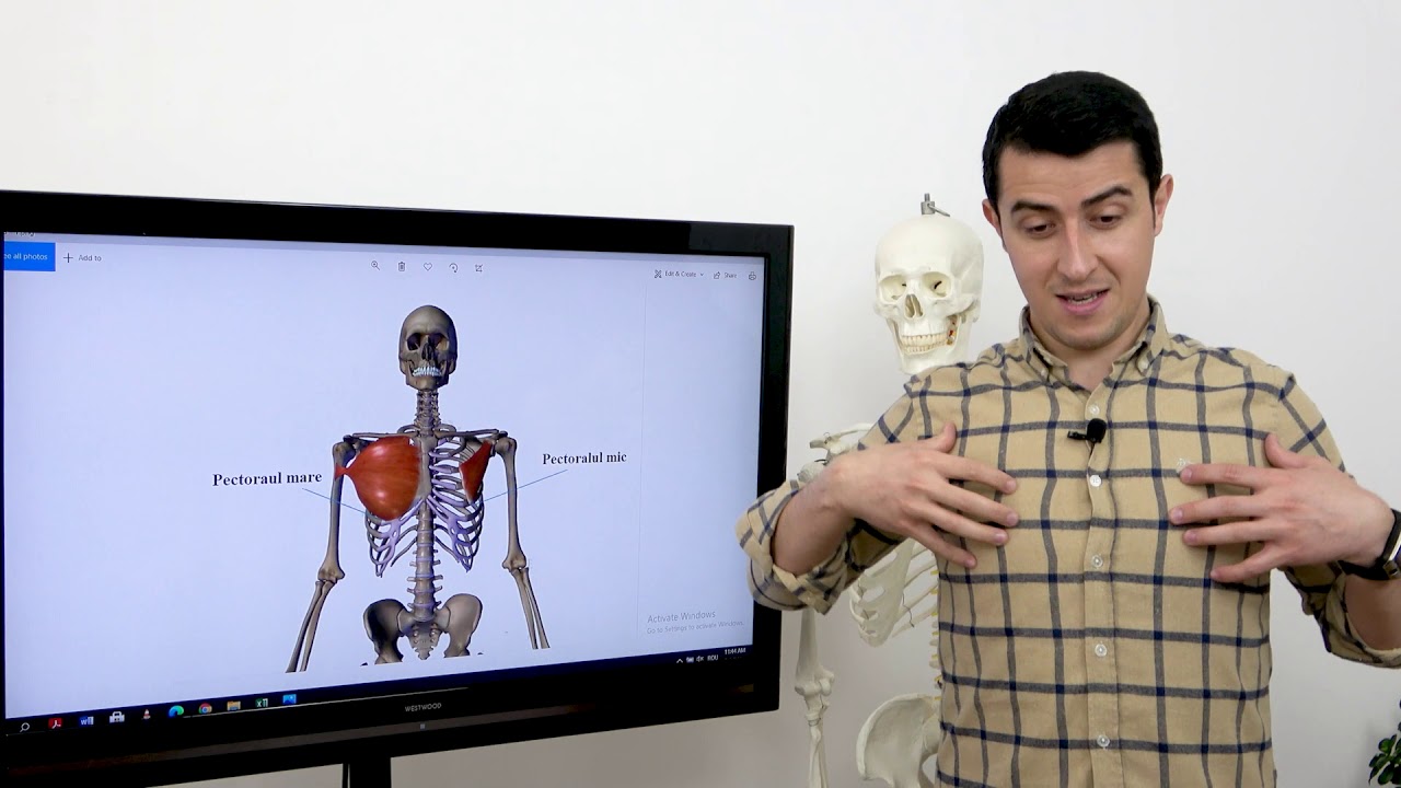 Musculatura auxiliară a procesului respirator - Pastila de Educație