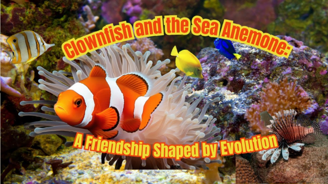 Clownfish and the Sea Anemone: A Friendship Shaped by Evolution