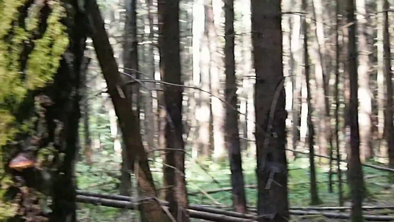 Eglynas, atsodintas. Kamanų aukštapelkė.