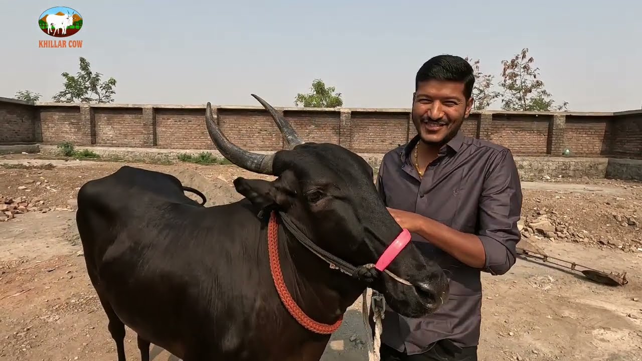 कपिला गाई / khillar cow