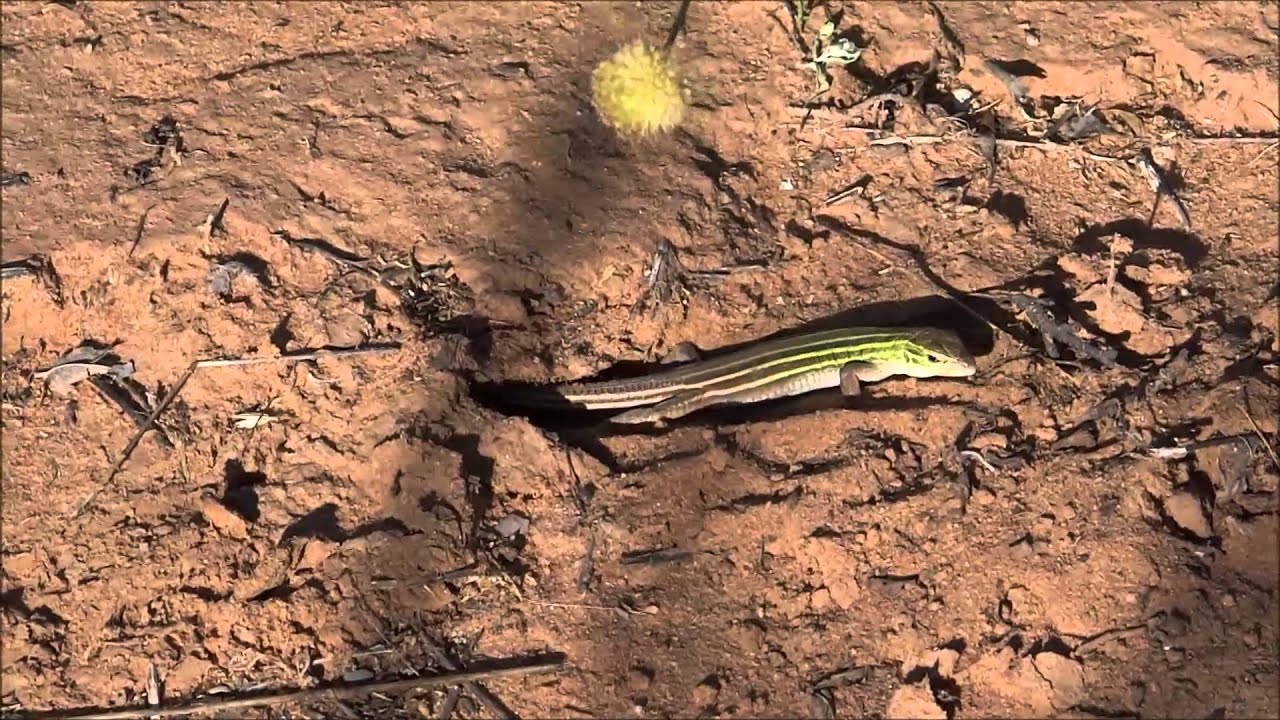 Six Lined Racerunner Making A Bed