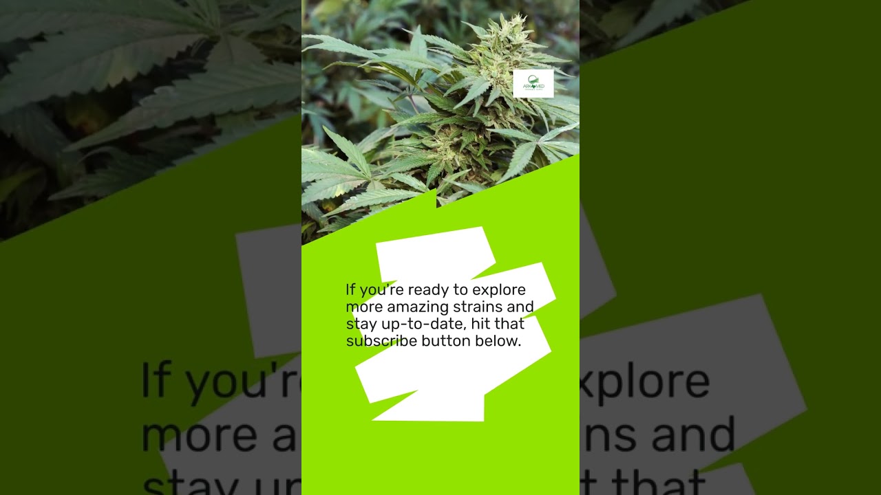 Unlocking the Truth: Pure Ohio Wellness &ndash; Ohio Medical Marijuana Review