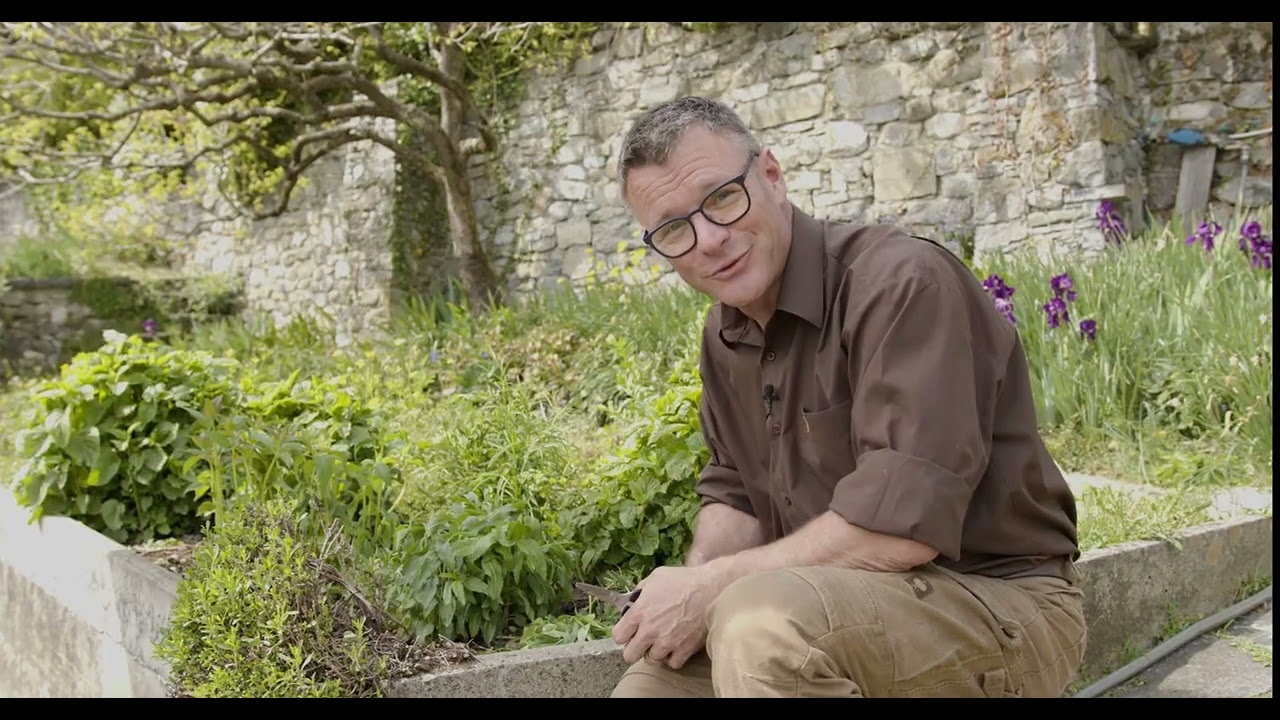 La taille des plantes vivaces – Chelsea chop