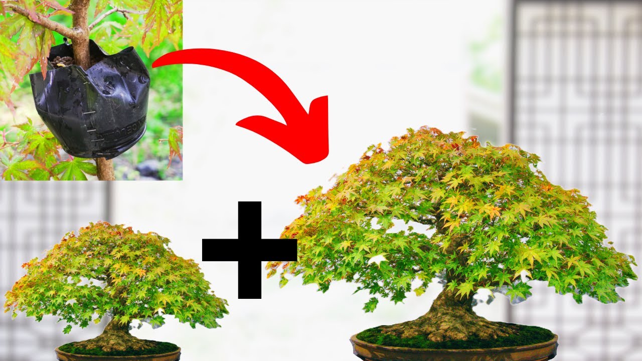 One Bonsai… Two Trees?! Air Layering Secret