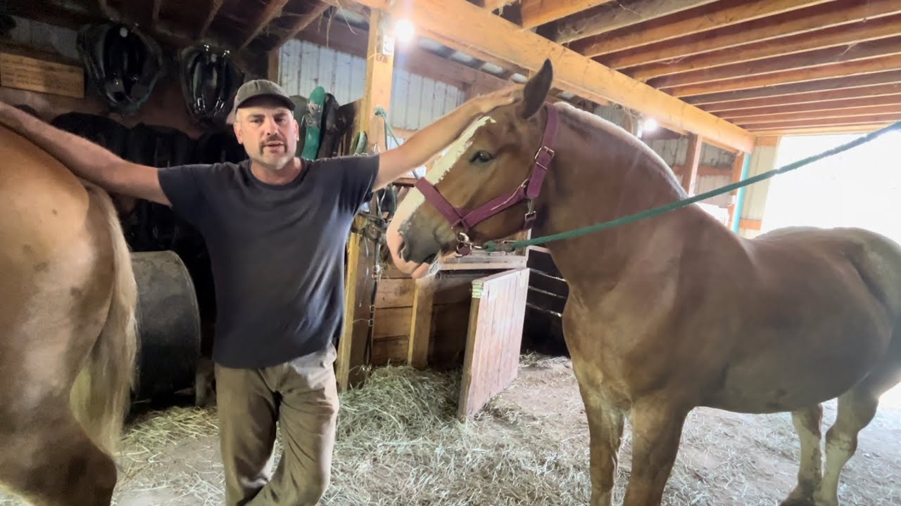 Advanced training drills for young draft horses. Part 1