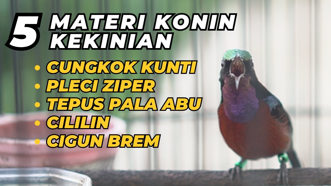 5 MATERI KONIN GACOR TEMBAKAN KEKINIAN \\ MASTERAN KOLIBRI NINJA BAHAN \\ PANCINGAN KONIN JUARA