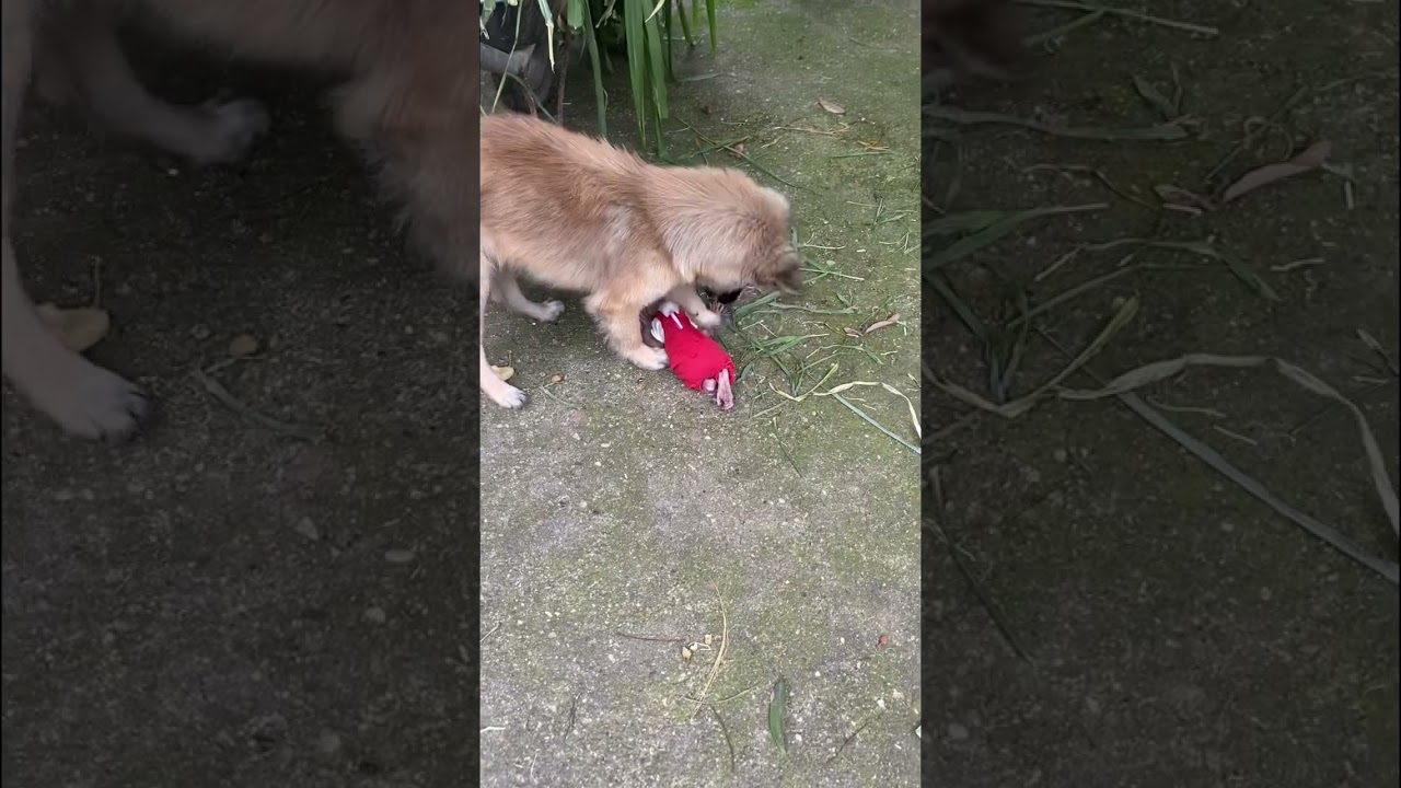 The dog took the baby monkey out to play at the gate.