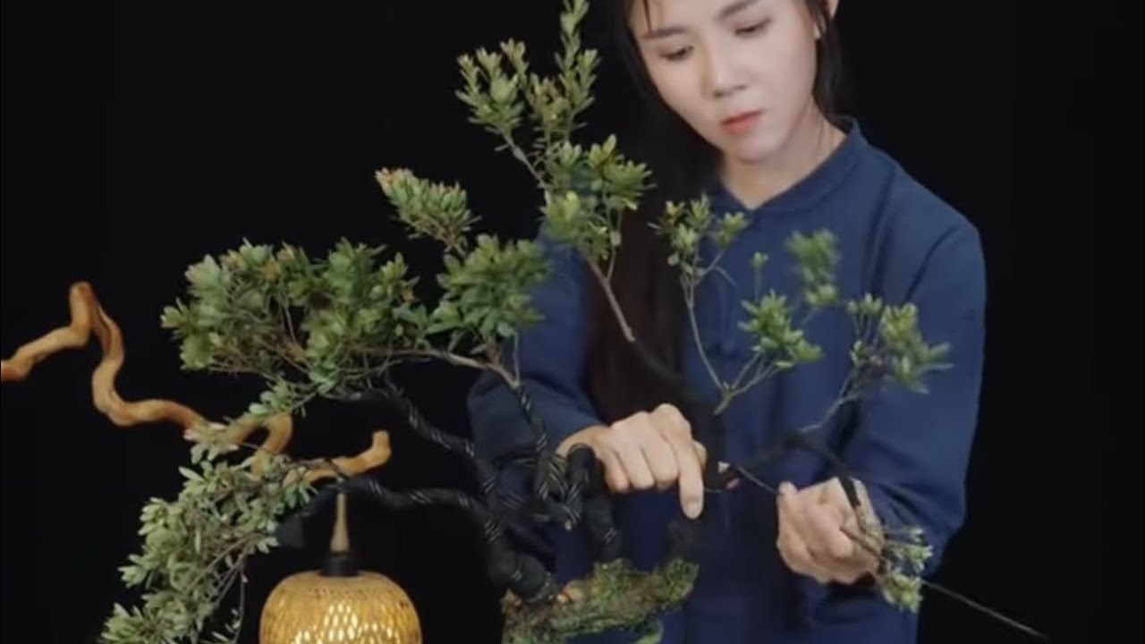 visit my sister's garden and ask for a bonsai