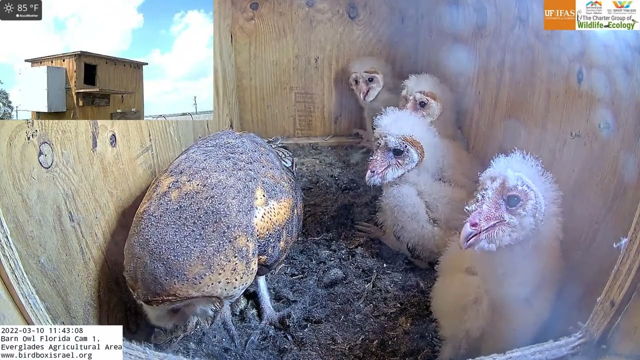 Female barn owl 