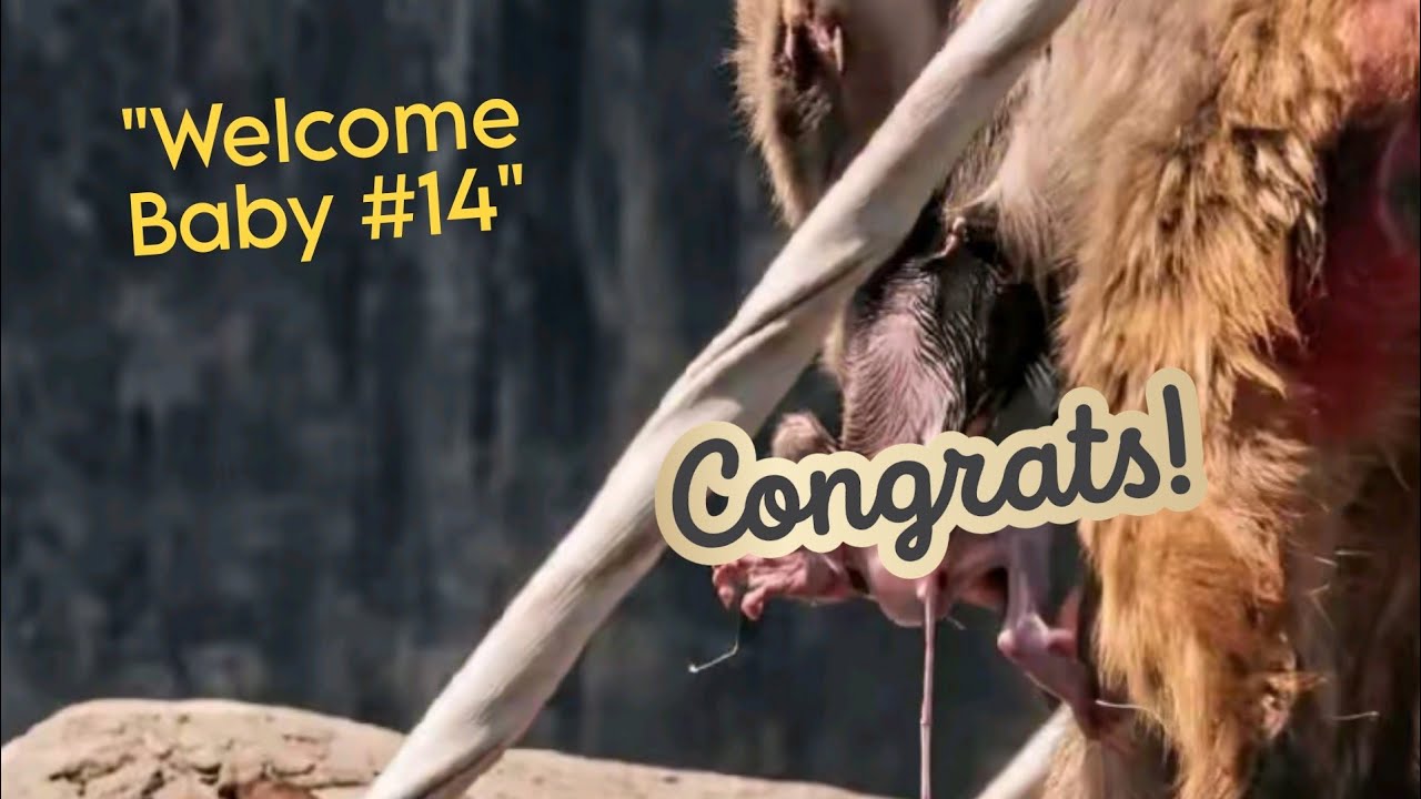 BREAKING NEWS!: Baby #14 Born Today at Ichikawa Monkey Mountain June 22, 2026