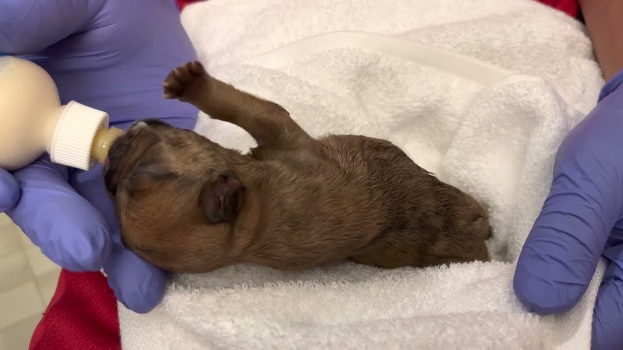 Puppy 2 Bottle Feeding Hungry Newborn Frenchie Pup Only 2 Days Old