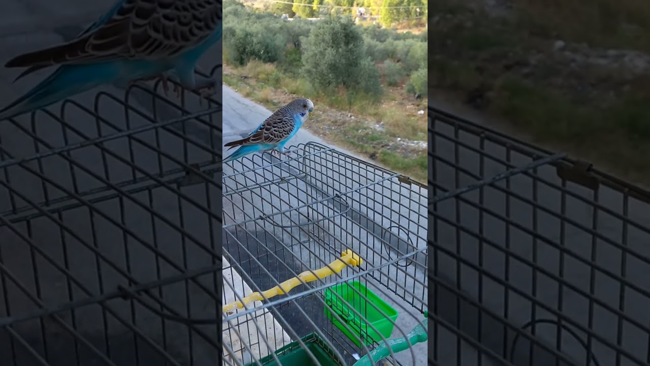 عصفور الحب . العاشق والمعشوق . The lovebird visits me everyday c . طير البادجي