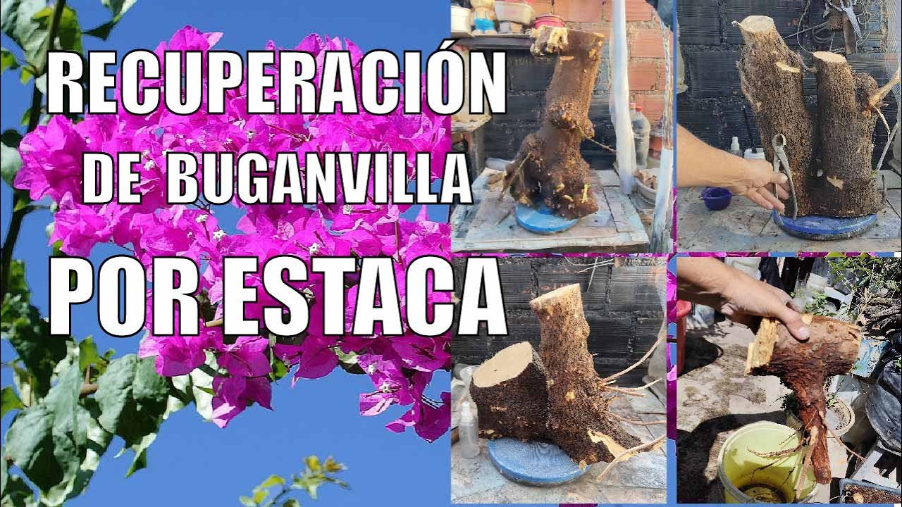 RECUPERACIÓN DE BUGANVILLA POR ESTACAS 6 de Agoto 2025