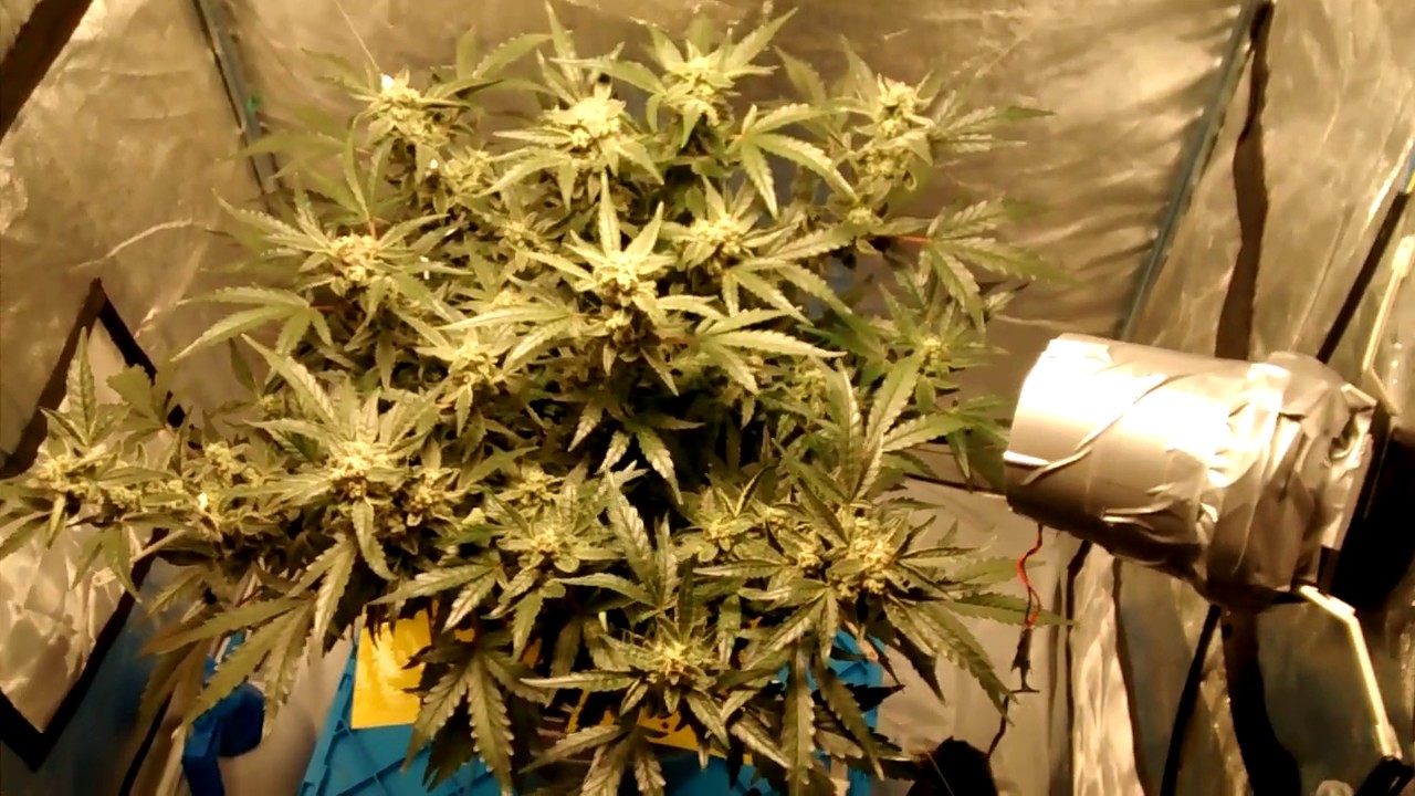 00 Seeds   Afghan Mass Auto XXL Fem
