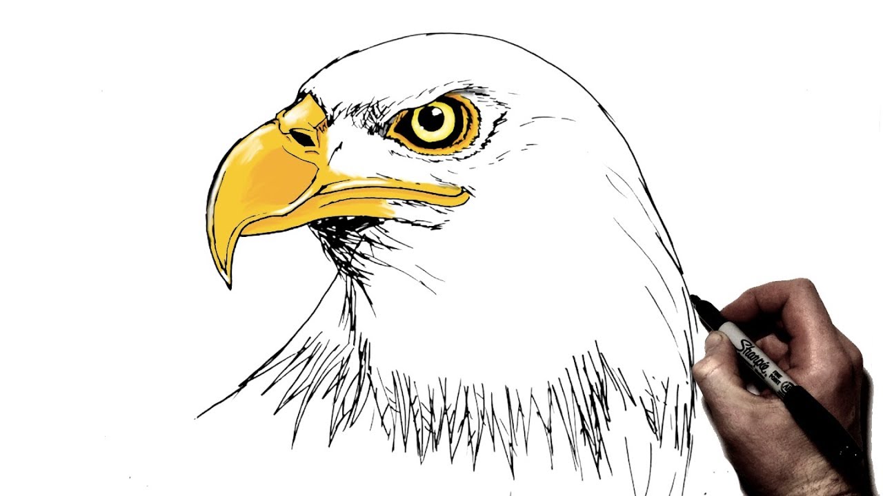How To Draw an Eagle | Step by Step