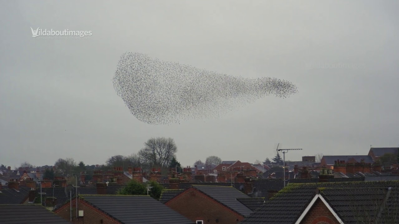 Starling Murmuration -Rugby Warwickshire