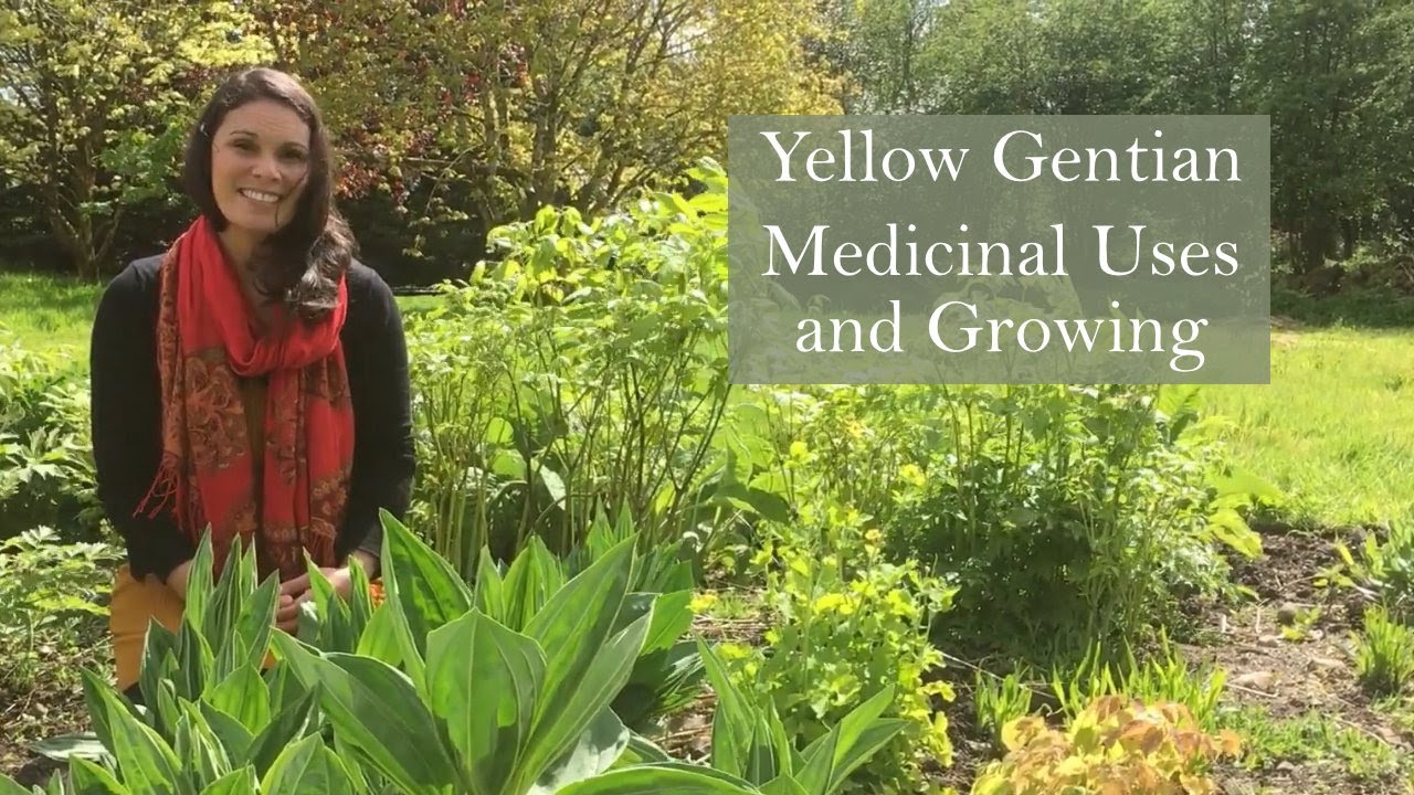 Growing Yellow Gentian (Gentiana lutea) for Medicinal Uses
