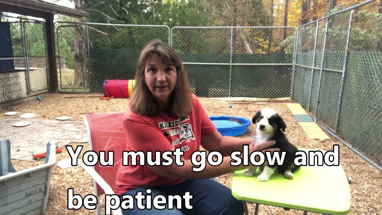 Part two of the best kept secret in dog training, Miniature Australian Shepherd puppies demonstrate
