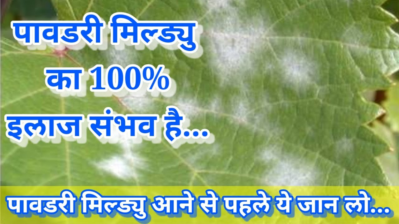 how to control powdery mildew/organic powdery mildew control/chemical powdery mildew control