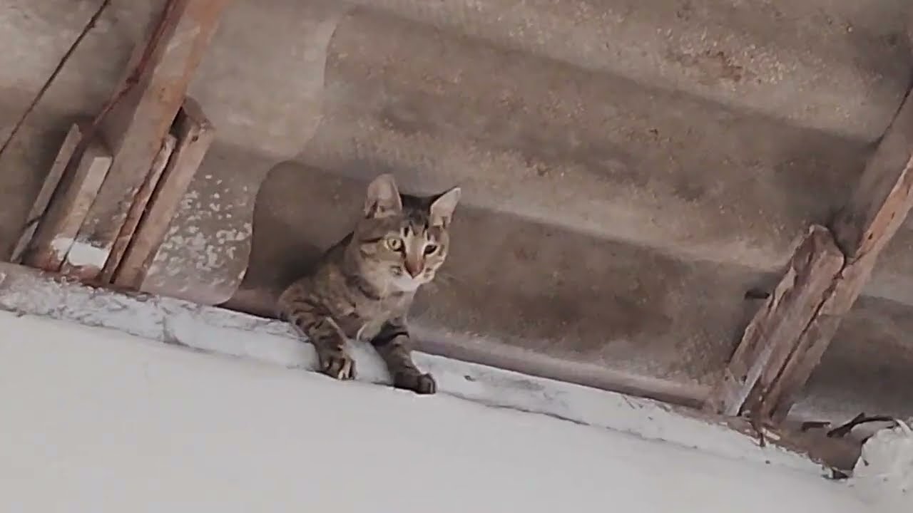 My cat is on the roof… and he might jump